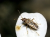Nysius sp. Nysius sp.