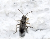 Nysius sp. Nysius sp.