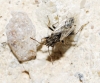 Nysius sp. Nysius sp.
