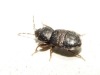 Plinthisus sp. Plinthisus sp.