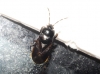 Plinthisus sp.