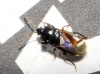 Plinthisus sp.