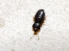 Plinthisus sp. Plinthisus sp.