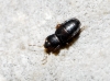 Plinthisus sp. Plinthisus sp.