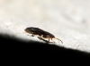 Plinthisus sp. Plinthisus sp.