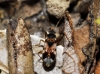 Scolopostethus pictus Scolopostethus pictus