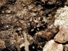 Scolopostethus pictus Scolopostethus pictus