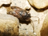 Stygnocoris sp. Stygnocoris sp.