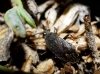 Stygnocoris sp. Stygnocoris sp.