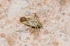 Adelphocoris lineolatus