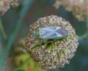 Adelphocoris lineolatus
