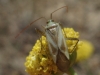 Adelphocoris lineolatus