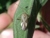 Adelphocoris lineolatus