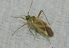 Adelphocoris lineolatus
