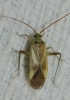 Adelphocoris lineolatus