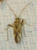 Adelphocoris lineolatus