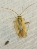 Adelphocoris lineolatus