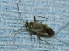 Adelphocoris lineolatus