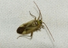 Adelphocoris lineolatus