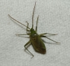 Adelphocoris lineolatus