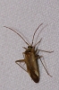 Adelphocoris lineolatus