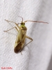 Adelphocoris lineolatus