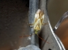 Adelphocoris lineolatus