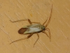 Adelphocoris lineolatus
