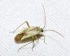 Adelphocoris lineolatus