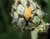 Calocoris nemoralis