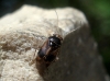 Camptozygum aequale