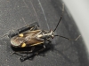 Capsodes flavomarginatus Capsodes flavomarginatus