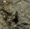 Chlamydatus evanescens Chlamydatus evanescens