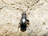 Chlamydatus evanescens Chlamydatus evanescens