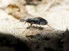 Chlamydatus evanescens Chlamydatus evanescens