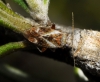Compsidolon crotchi Compsidolon crotchi