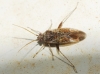 Compsidolon crotchi Compsidolon crotchi