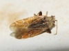 Compsidolon crotchi Compsidolon crotchi