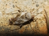 Compsidolon crotchi Compsidolon crotchi