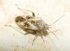 Compsidolon crotchi Compsidolon crotchi