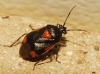 Deraeocoris cordiger