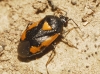 Deraeocoris cordiger