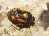 Deraeocoris cordiger Deraeocoris cordiger