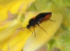 Deraeocoris ribauti Deraeocoris ribauti