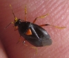Deraeocoris ribauti Deraeocoris ribauti