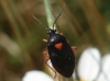 Deraeocoris ribauti Deraeocoris ribauti