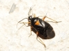 Deraeocoris ribauti Deraeocoris ribauti