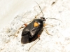 Deraeocoris ribauti