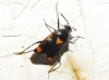 Deraeocoris ruber