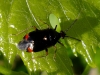 Deraeocoris ruber